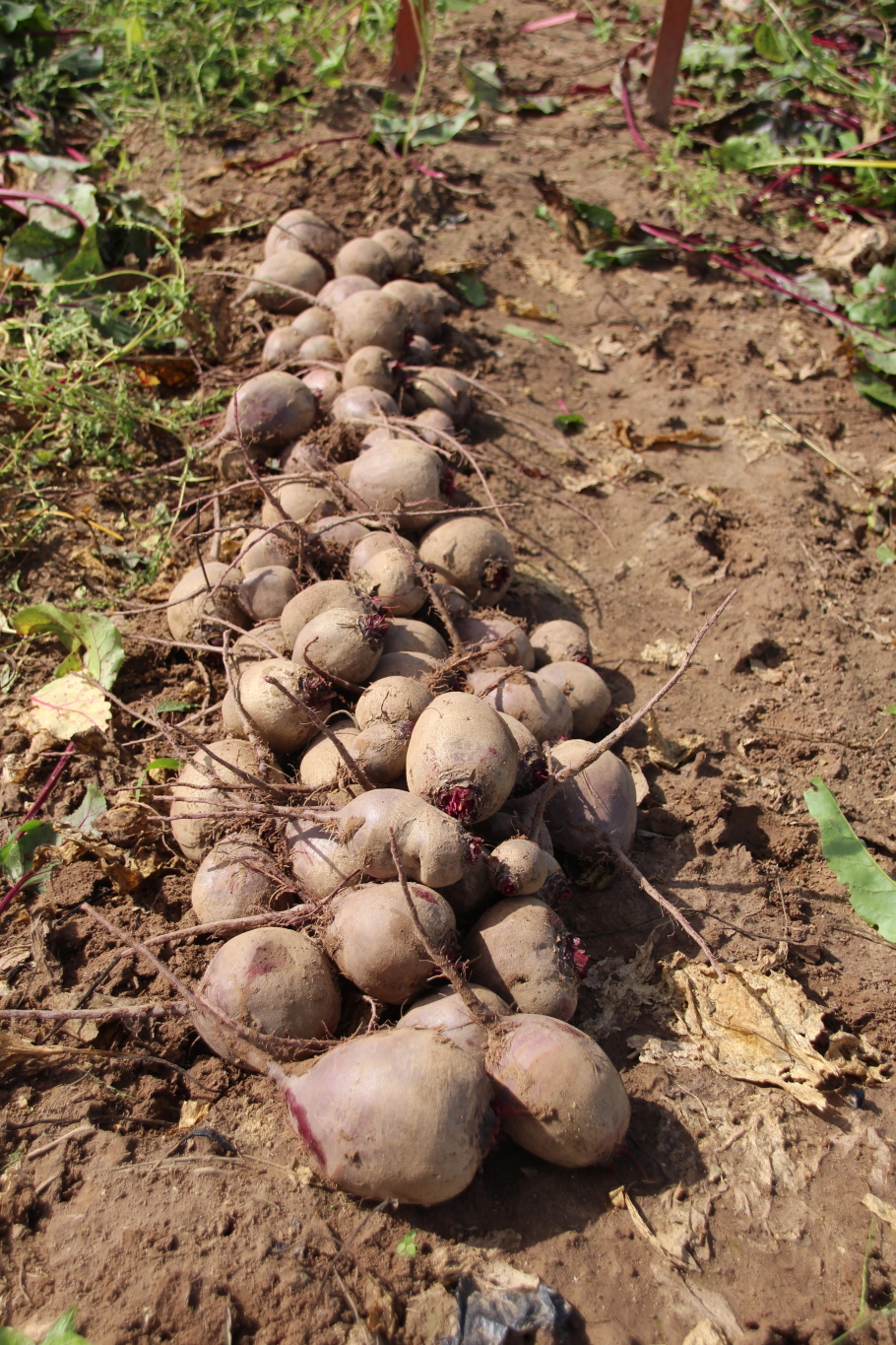 hudson-valley-farm-hub-field-trials-are-all-root-crops-created-equal