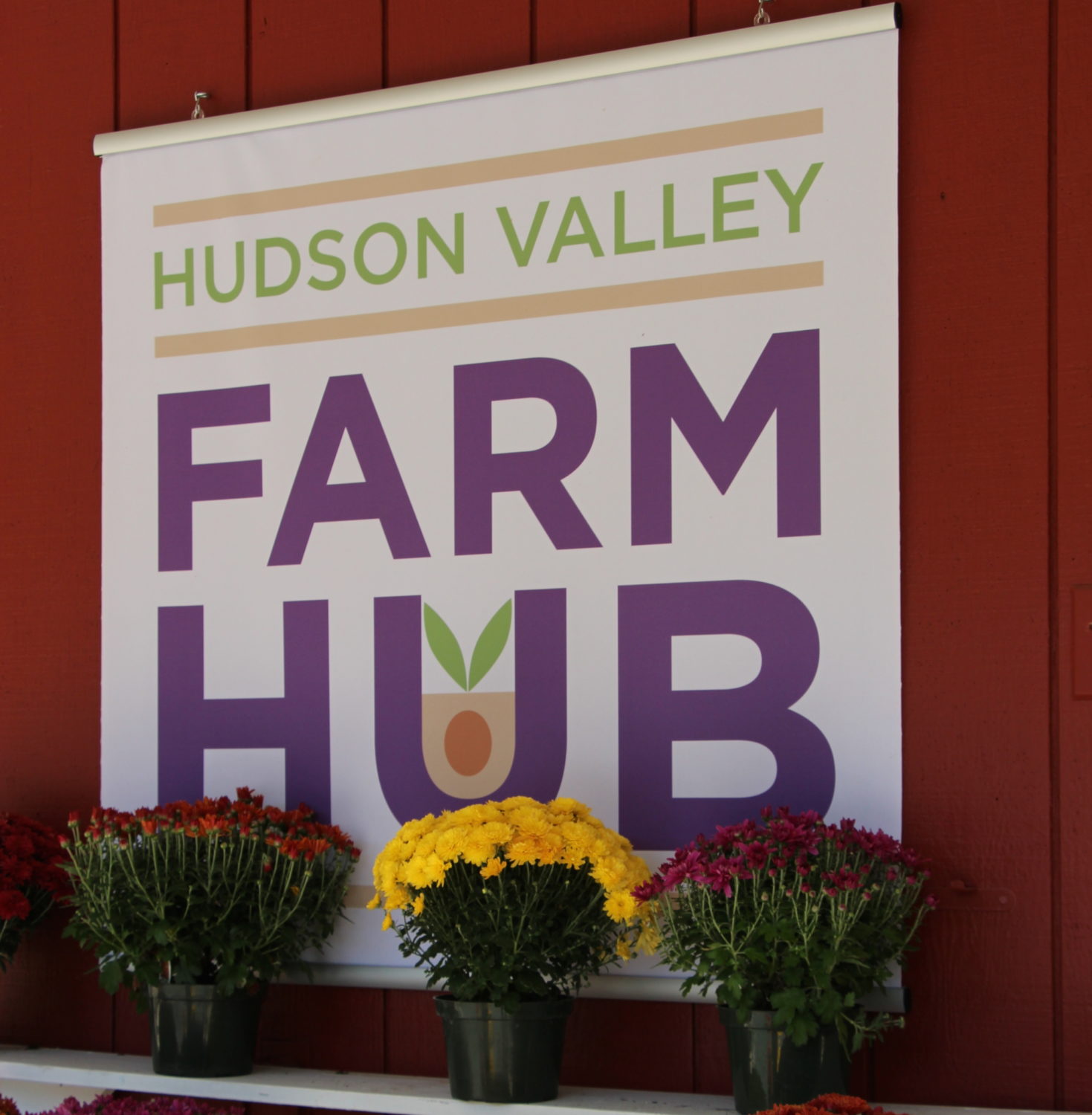 Farm Hub Farm Stand, mums cropped - Hudson Valley Farm Hub