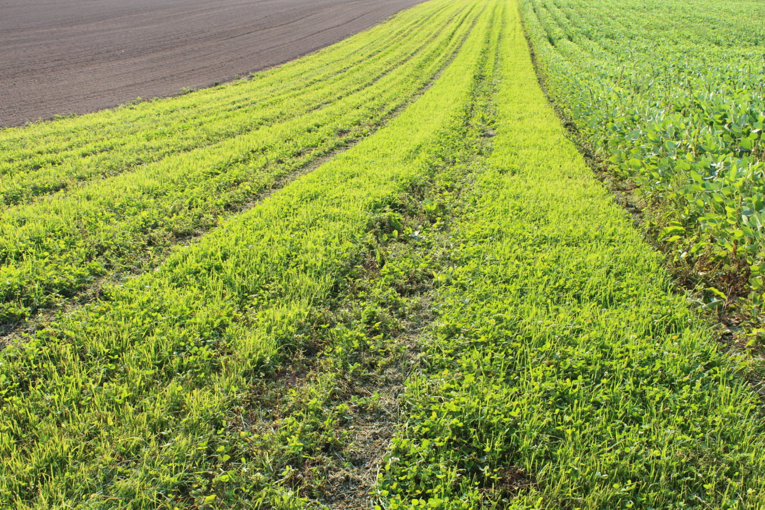 Winter Cover Crops Could Reduce Nitrogen in Illinois Drainage Water by 30%