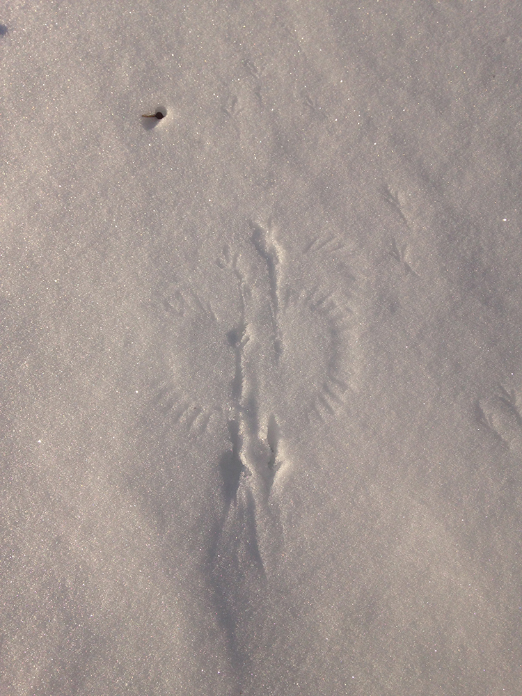 Bird tracks