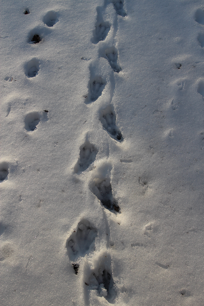 Beaver tracks