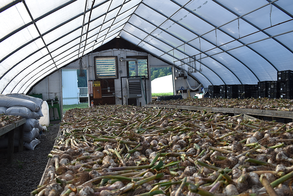 Curing garlic - Hudson Valley Farm Hub