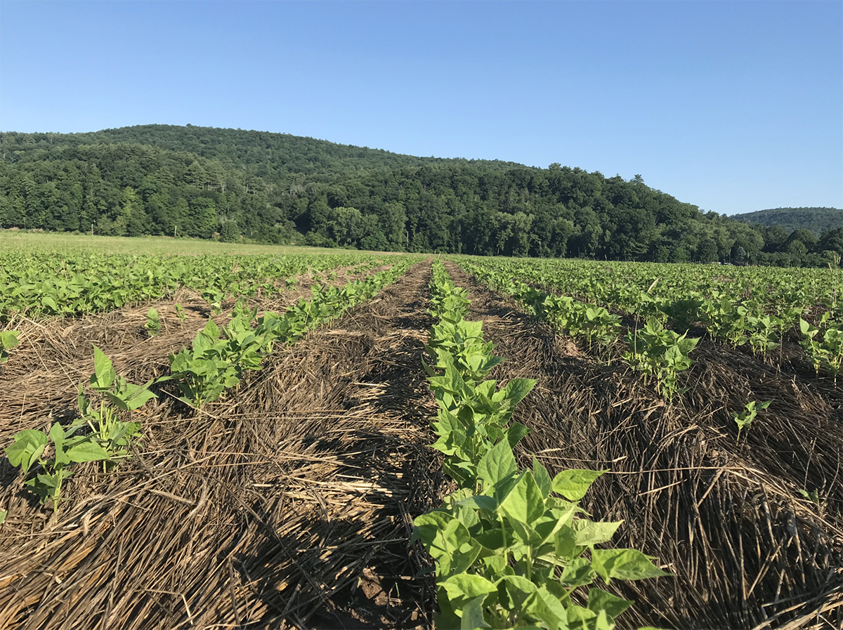 Pinto beans coming up good on 30-inch spacing – notice how the rolled and crimped rye is providing great weed suppression. The photo was taken on July 6, 2020.