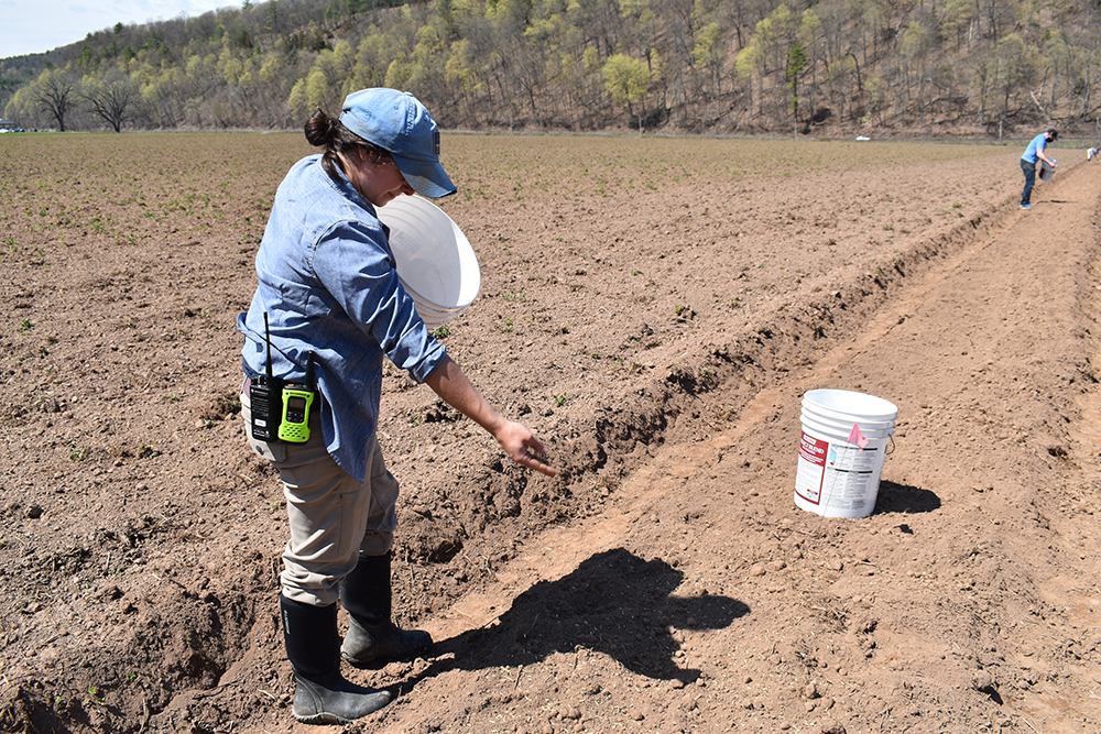 Beetle Bank - Hudson Valley Farm Hub