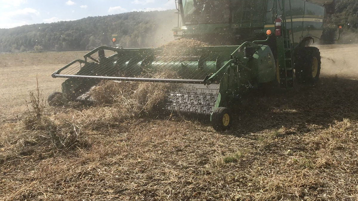 Harvesting pinto beans while the sun shines. The photo was taken on October 5, 2020.