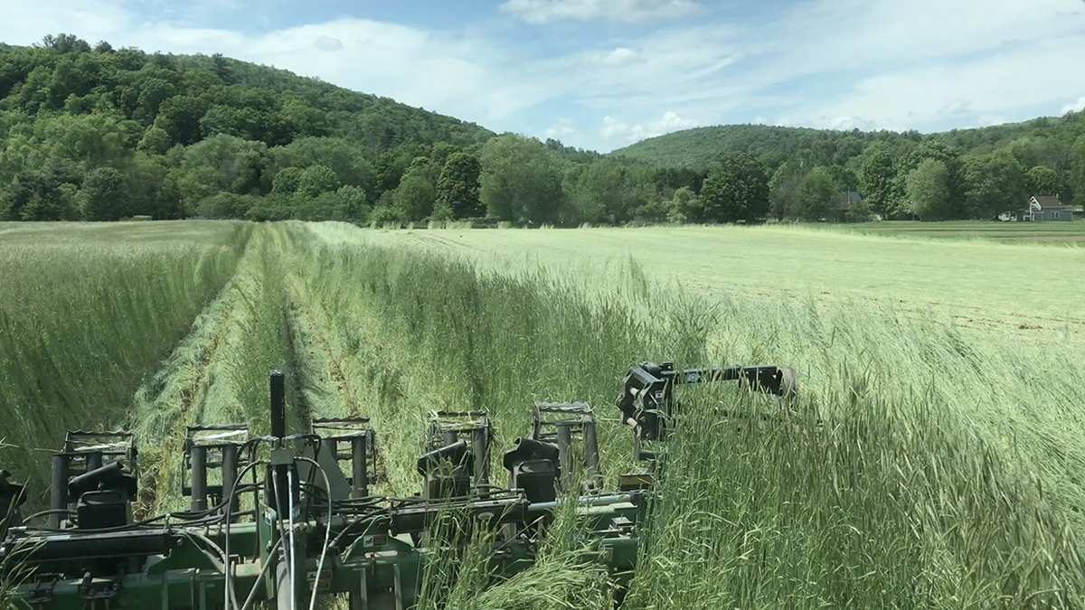 The Zone Builder performing well in standing rye. Next, we rolled and crimped the rye, which covered the zone builder lines from view but by sharing a GPS line with the planter we could retrace the ripped lines of the zone builder.