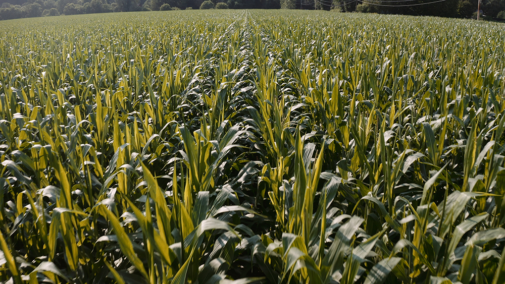 Grain Corn - Hudson Valley Farm Hub