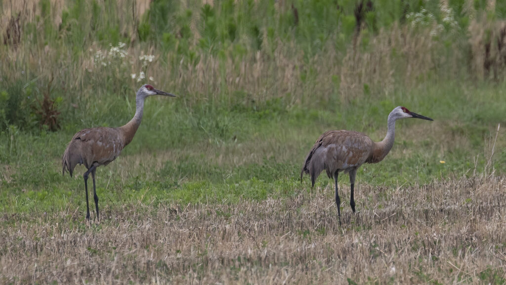 Sandhill Crane  Audubon Field Guide