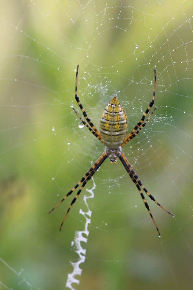 Yellow garden spider