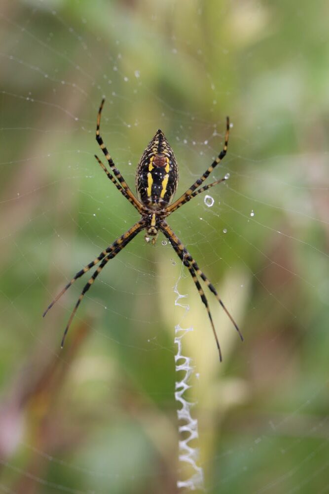 Good Spiders That Help Gardens