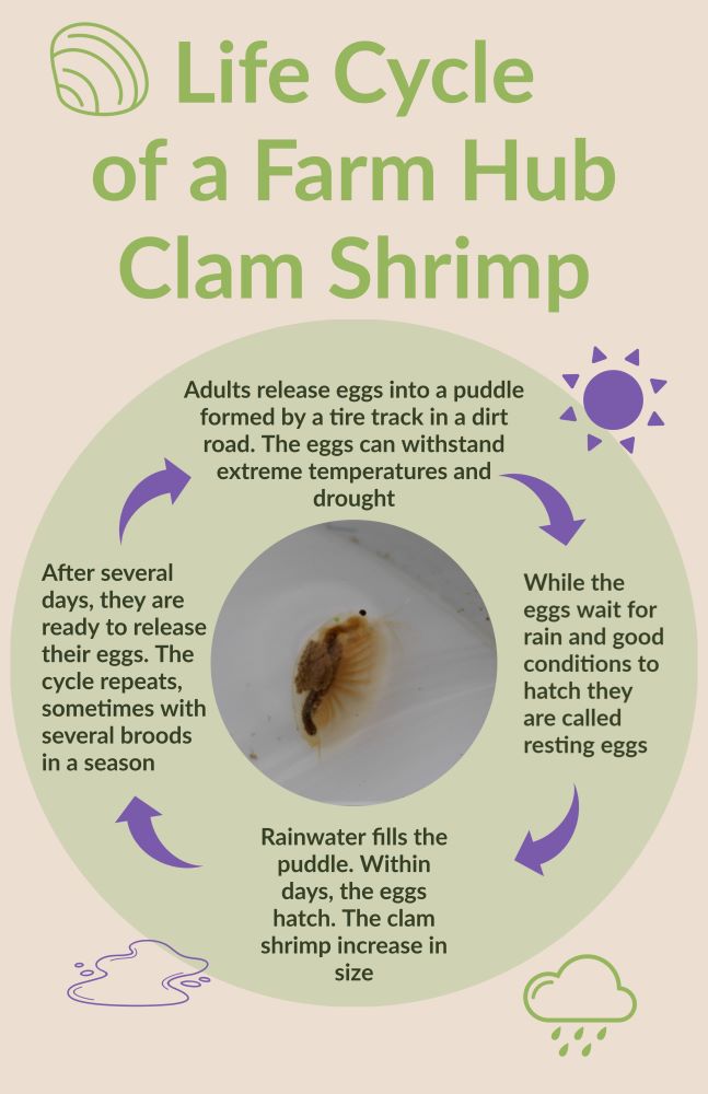 clam shrimp