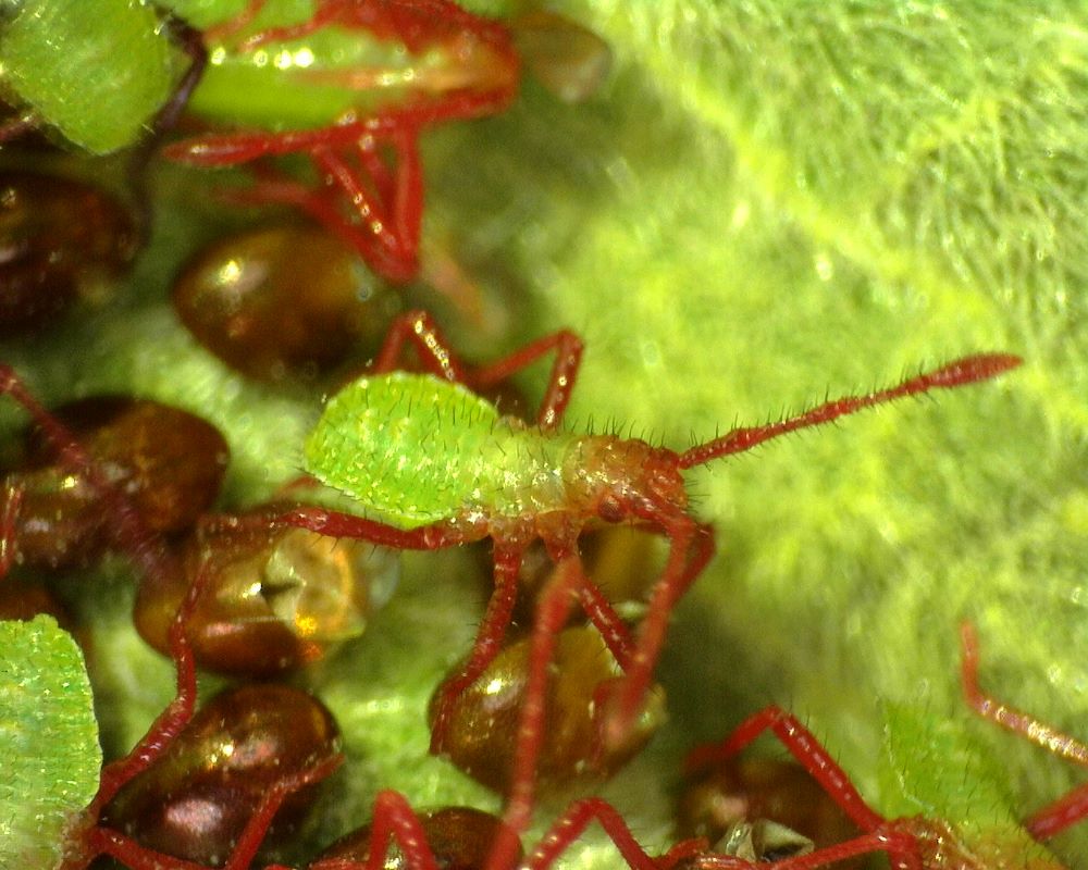 A Closer Look Squash Bugs Hudson Valley Farm Hub