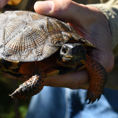 turtle - Hudson Valley Farm Hub