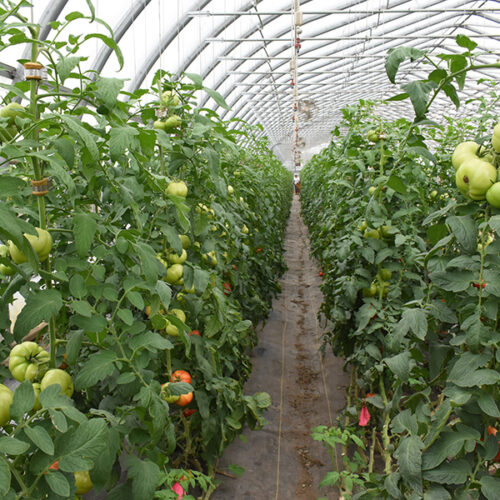 High Tunnel Tomato Potassium Fertility Trial