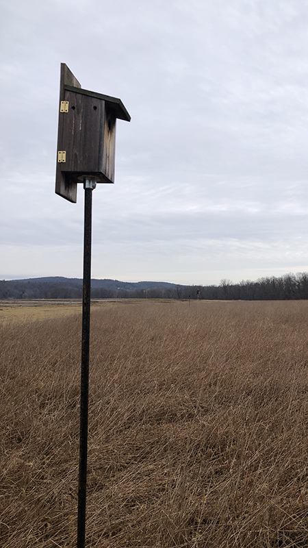 Encouraging Cavity-Nesting Birds on Your Farm - Hudson Valley Farm Hub