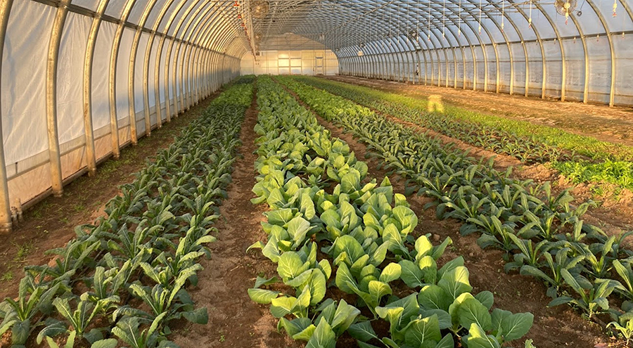 Guía para plantar de forma eficiente trigo, zanahoria, patatas