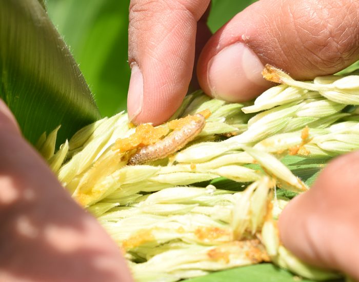 Monitoring is critical to a better understanding of pest pressure on the sweet corn and overall damage from caterpillars on the corn.