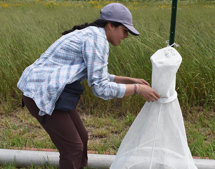 Every week Teresa Dorado, Applied Farmscape Ecology Coordinator, checks the traps for common sweet corn pests.