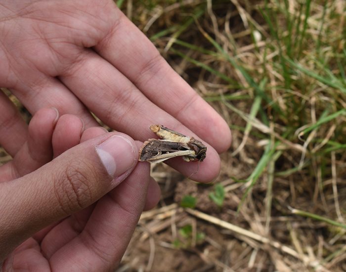 This is a Western bean cutworm, distinguished by a white leading edge on its dark forewings.