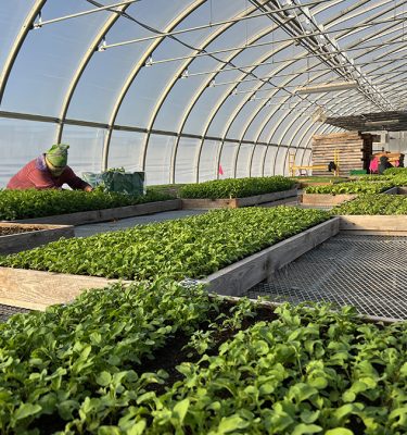 Production team members seed and harvest micro greens throughout the winter, which are donated to the emergency feeding system in the region.