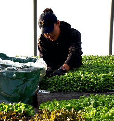 Harvesting micro greens that will be donated into the community.